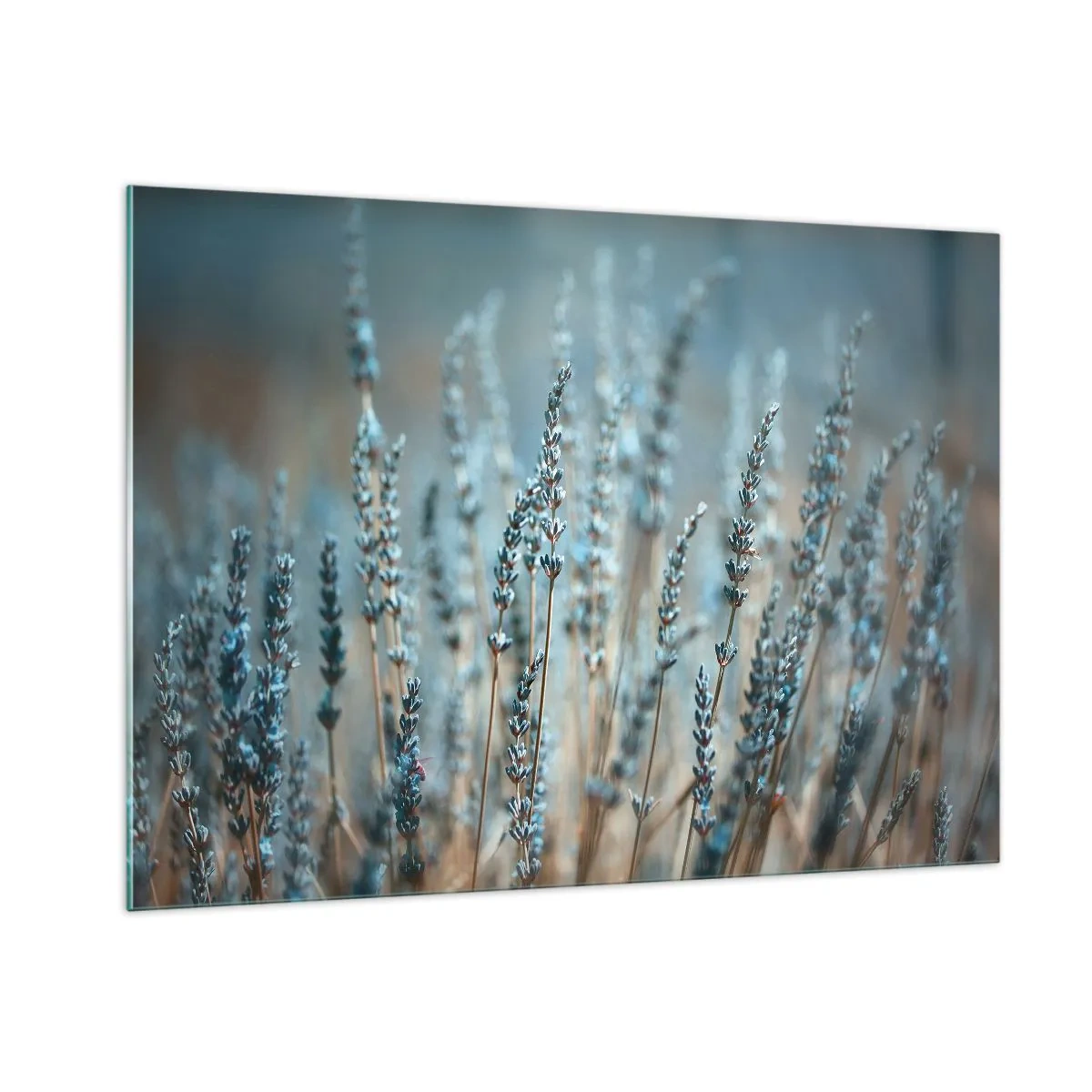 Quadro su vetro - Un campo di lavanda in una luce soffusa e fresca - 100x70cm - Campo profumato - Decorazione murale moderna per soggiorno e camera da letto ARTTOR