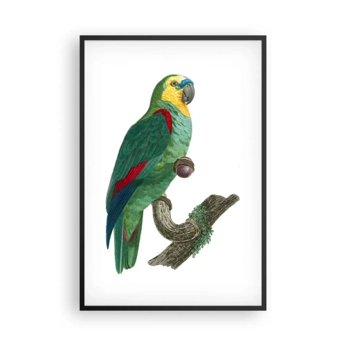 Poster in cornice nera - Ritratto di pappagallo - 61x91 cm