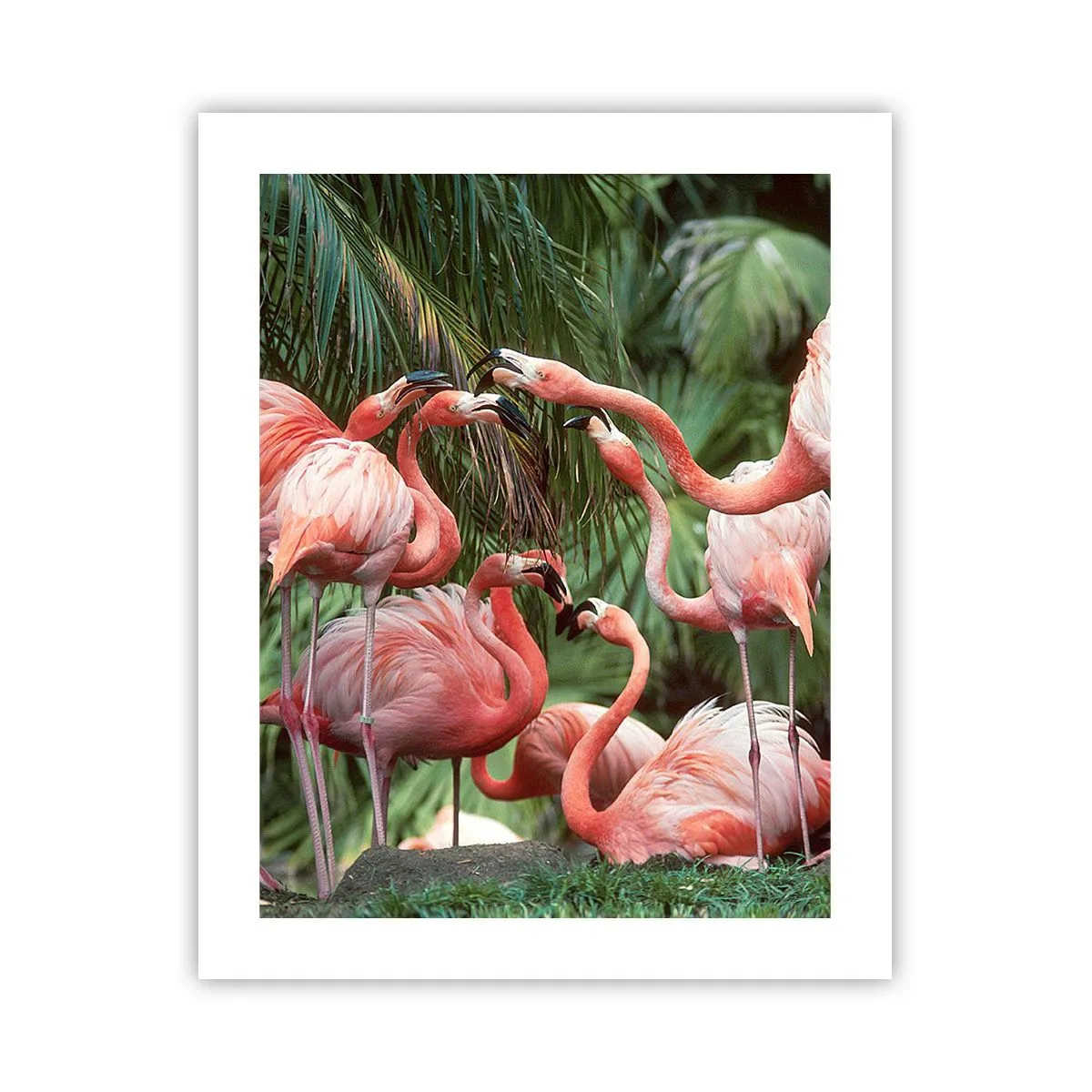Poster - Pettegolezzi pomeridiani - 40x50 cm