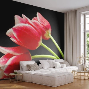 Fotomurali Premium Sand - Tulipani rossi ricoperti di gocce di rugiada - 100x70cm - Promessa di amore puro - Decorazione murale moderna per soggiorno e camera da letto ARTTOR