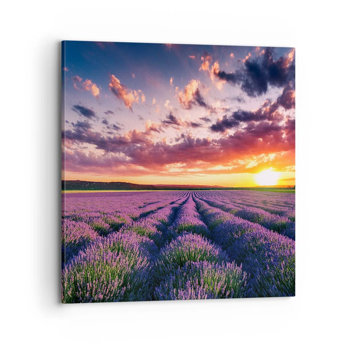 Quadro su tela - Stampe su Tela - Il mondo della lavanda - 70x70 cm