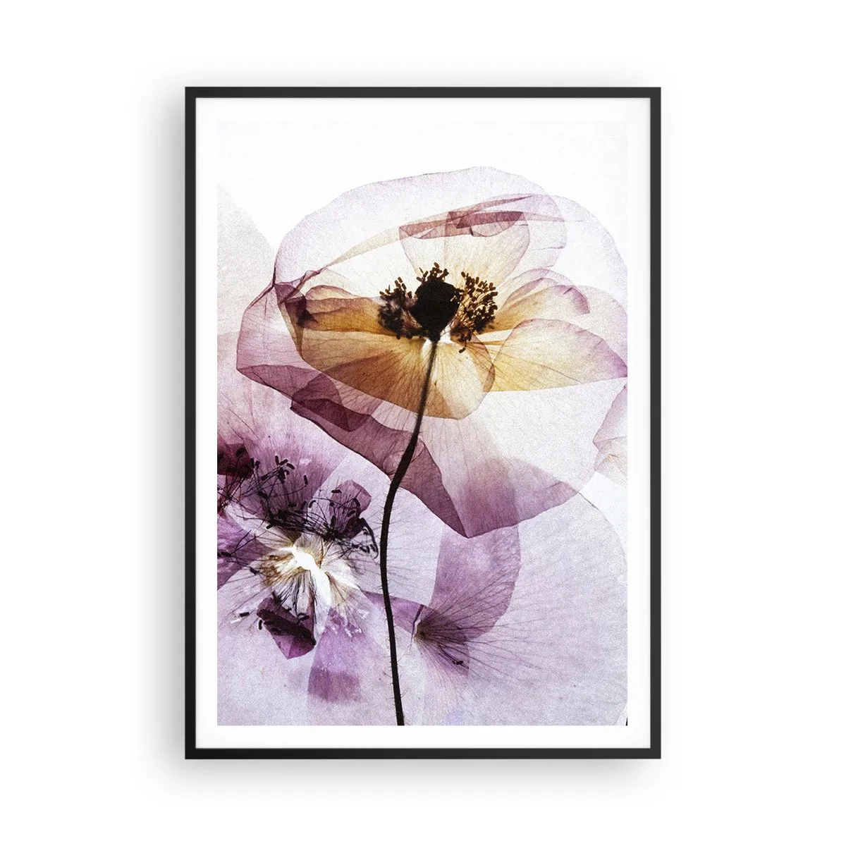 Poster in cornice nera - Fiori trasparenti - 70x100 cm