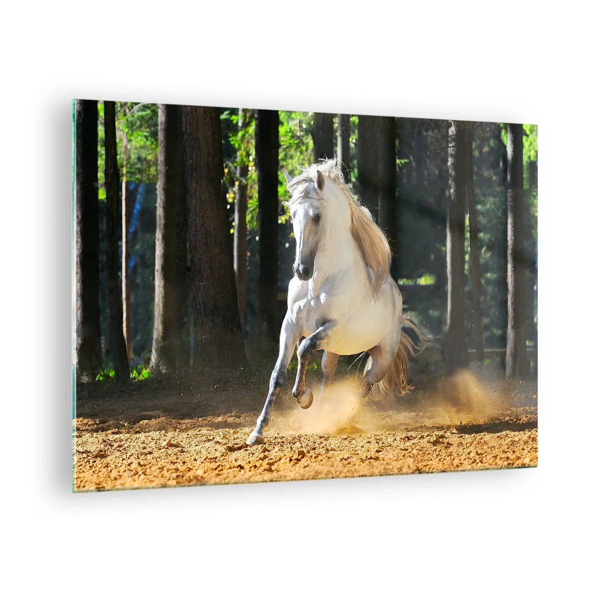 Quadro su vetro - Un cavallo bianco galoppa sul terreno sabbioso della foresta - 70x50cm - Come nei racconti fantasy - Decorazione murale moderna per soggiorno e camera da letto ARTTOR
