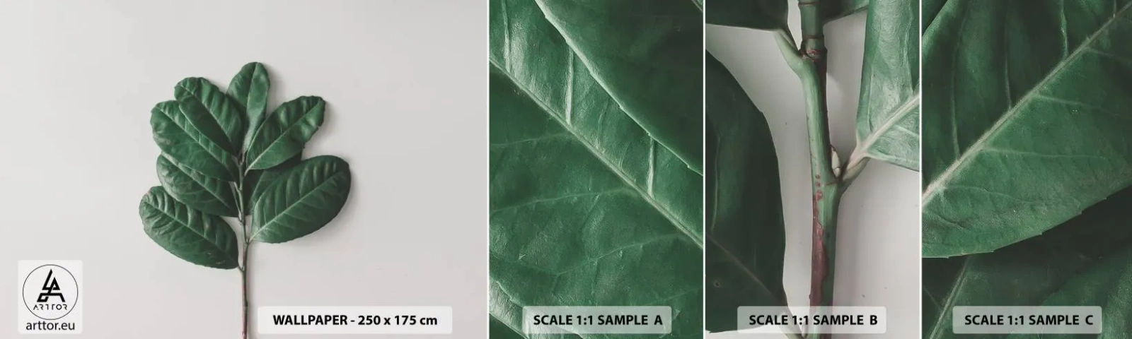 Campione Di Fotomurale Standard Eco - Il disegno della natura stessa - Foglie, Pianta, Natura - 100x30 cm