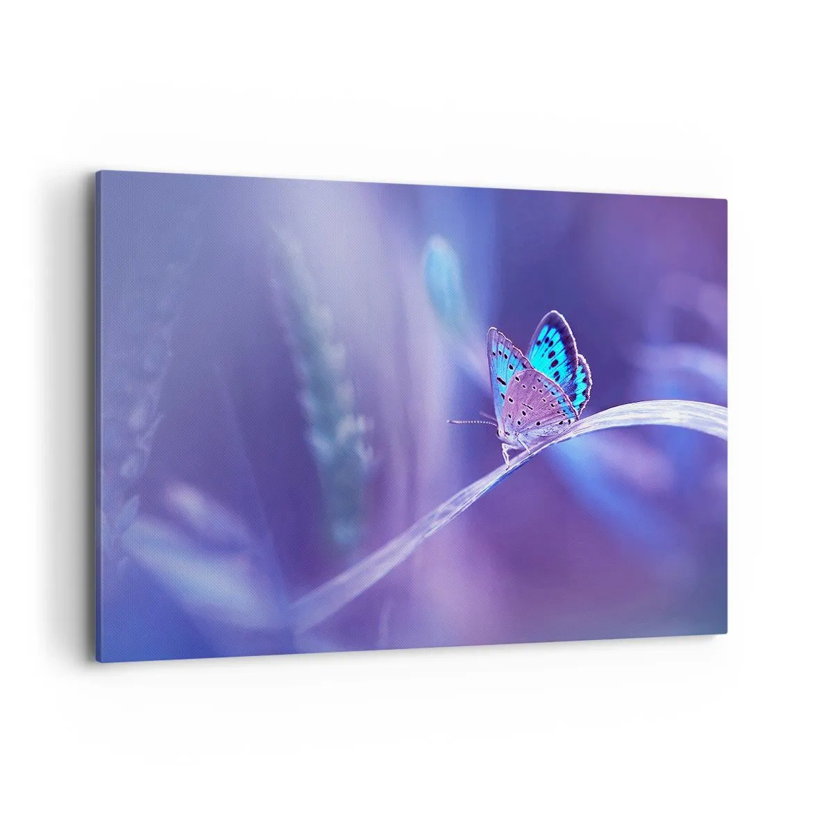 Quadro su tela - Stampe su Tela - Una delicata farfalla blu su uno stelo in luce viola - 120x80cm - Gioielli della natura - Decorazione murale moderna per soggiorno e camera da letto ARTTOR