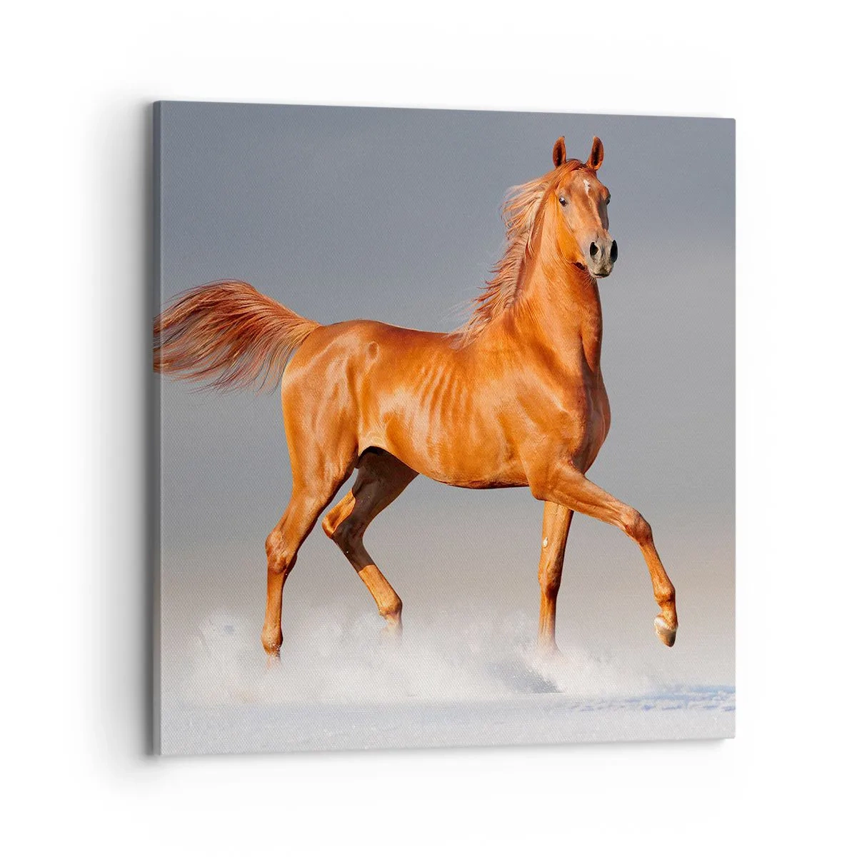 Quadro su tela - Stampe su Tela - Grazia danzante - 70x70 cm