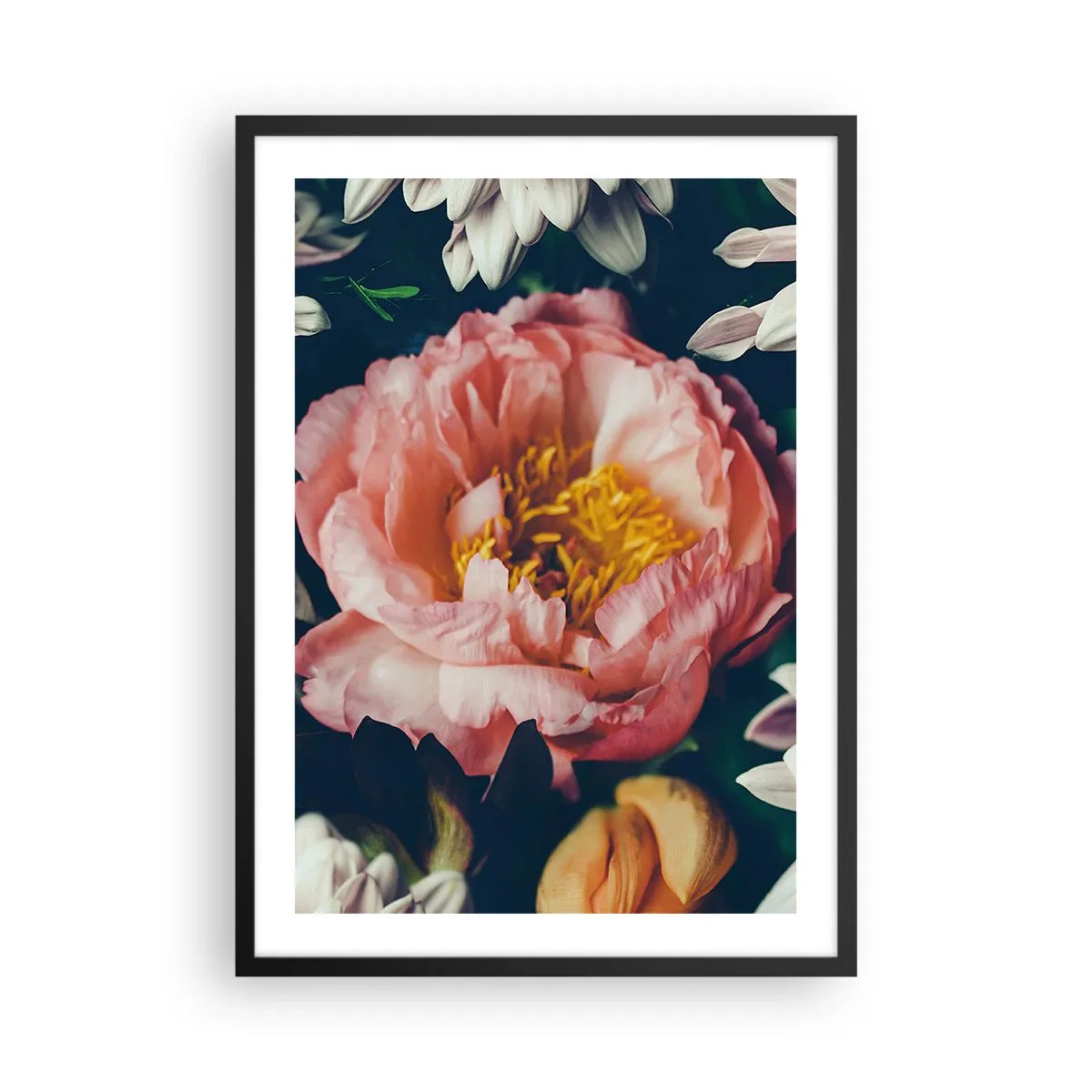 Poster in cornice nera - Un fiore rosa con un centro giallo circondato da altri fiori - 50x70cm - Con fasto barocco - Decorazione murale moderna per soggiorno e camera da letto ARTTOR