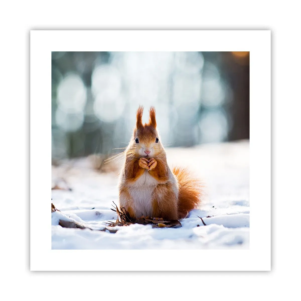 Poster - Che cosa guardi? - 40x40 cm