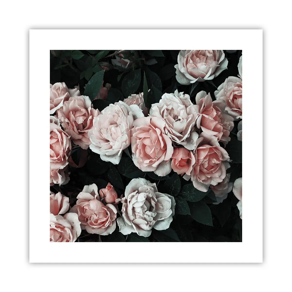 Poster - Composizione di rose - 40x40 cm
