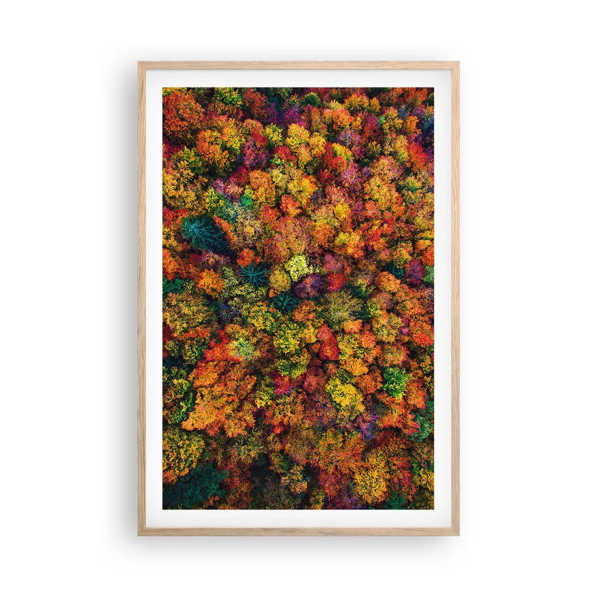 Poster in cornice rovere chiaro - Il bouquet degli alberi d'autunno - 61x91 cm