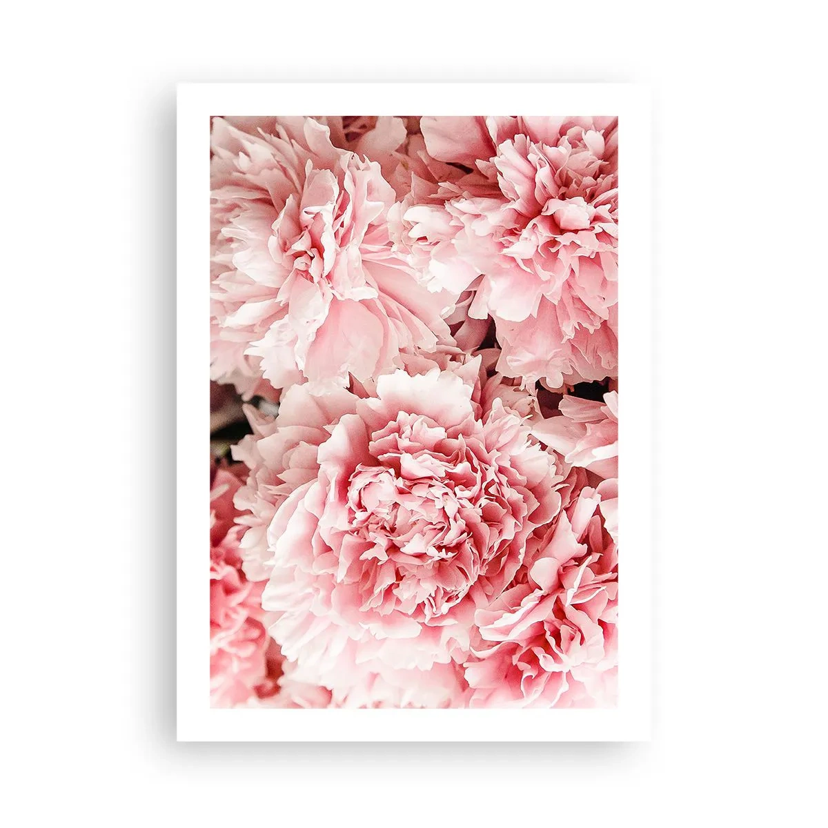 Poster - Delicate peonie rosa in piena fioritura - 50x70cm - Sogno rosa - Decorazione murale moderna per soggiorno e camera da letto ARTTOR