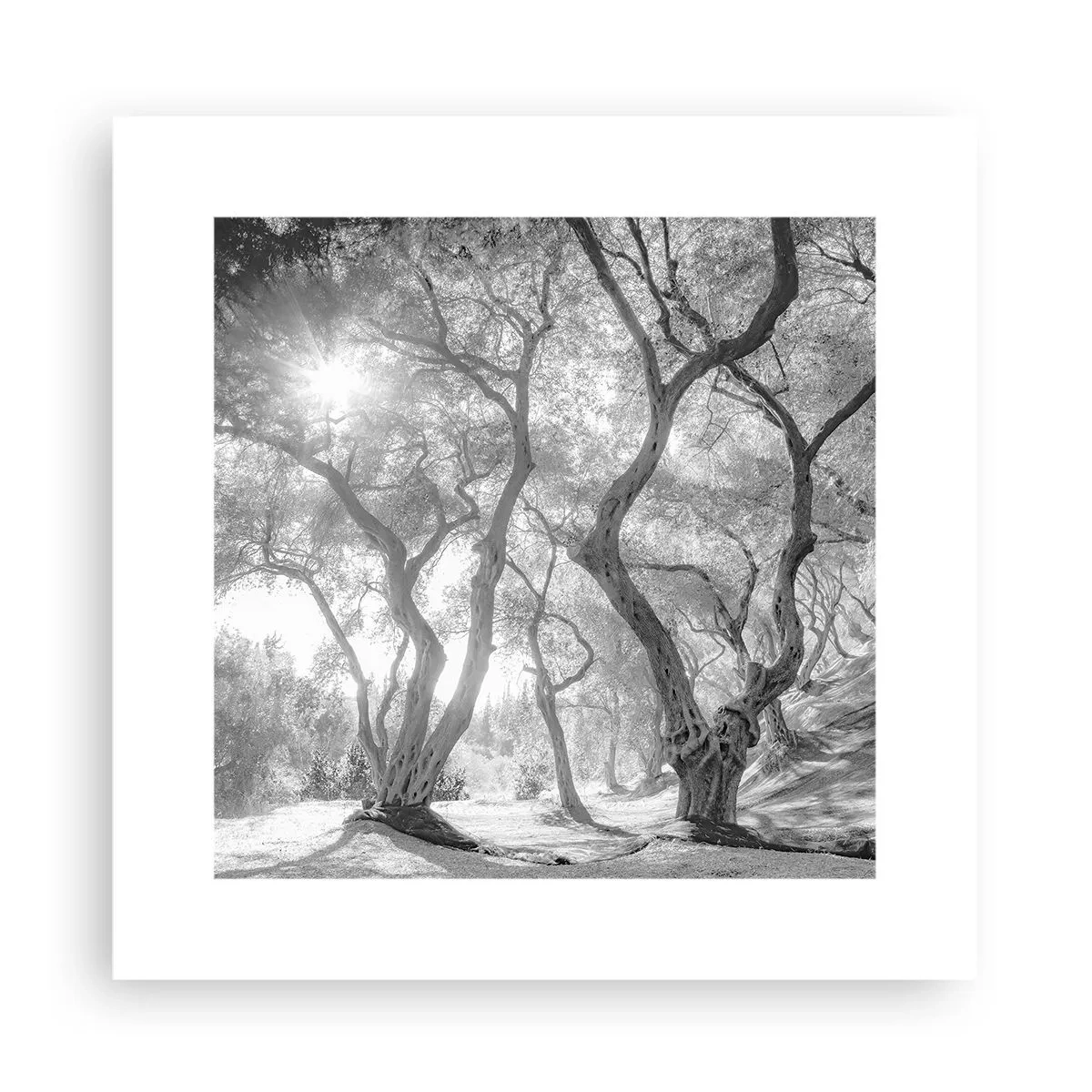 Poster - Nell'orto degli ulivi - 30x30 cm