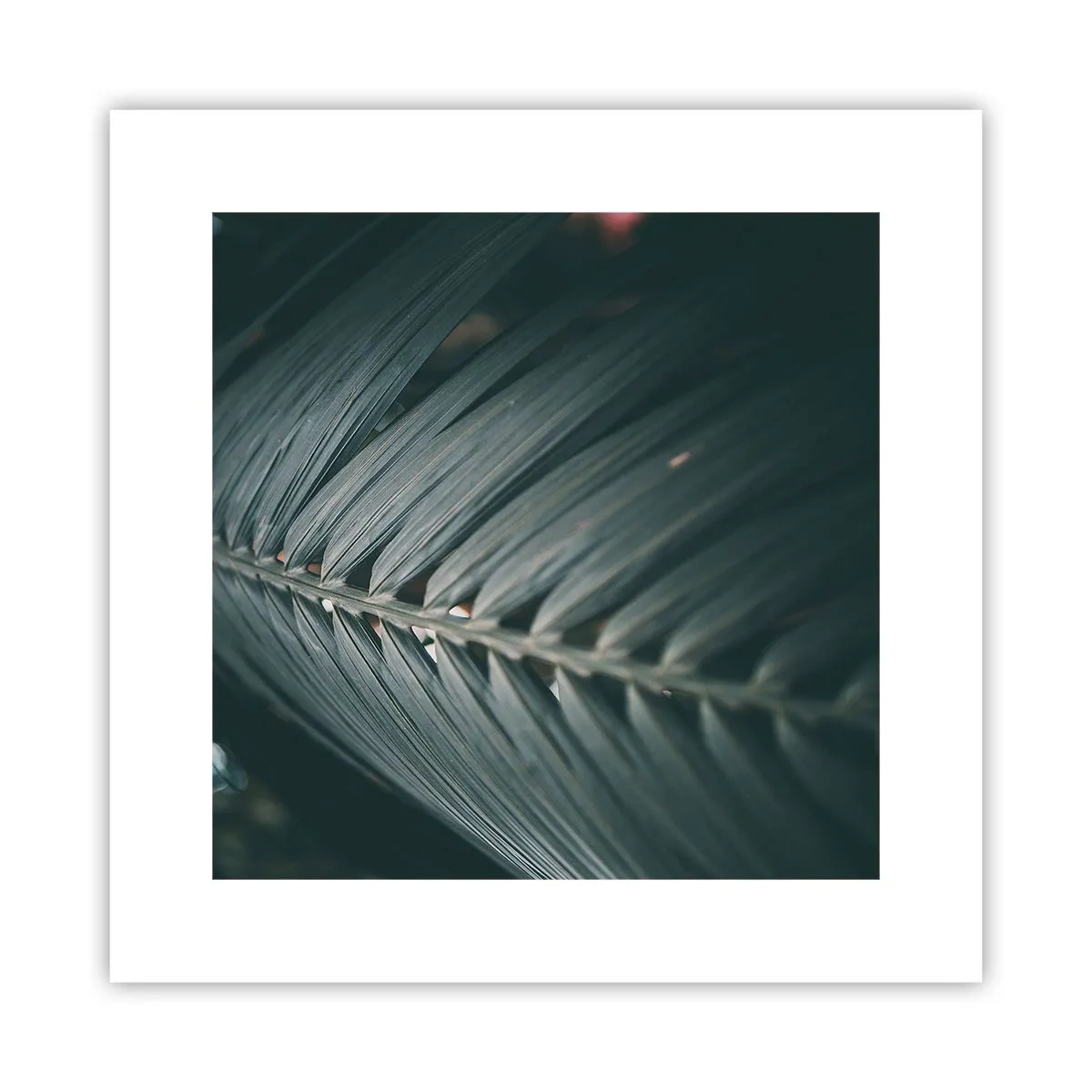 Poster - La precisione della natura - 30x30 cm