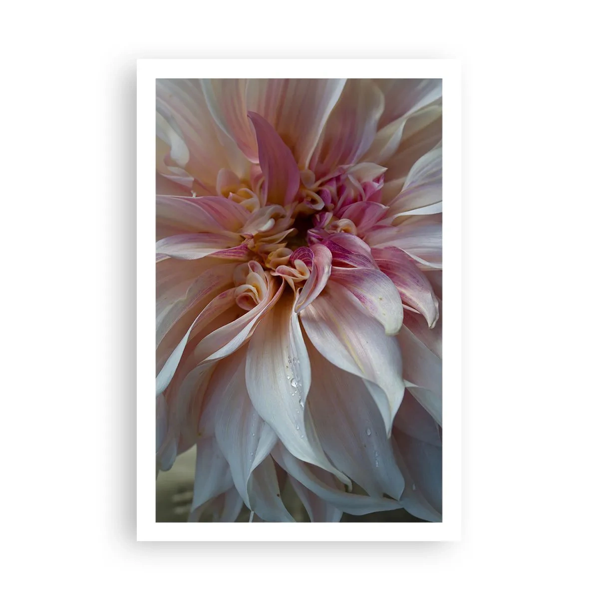 Poster - Freschezza in fiore - 61x91 cm