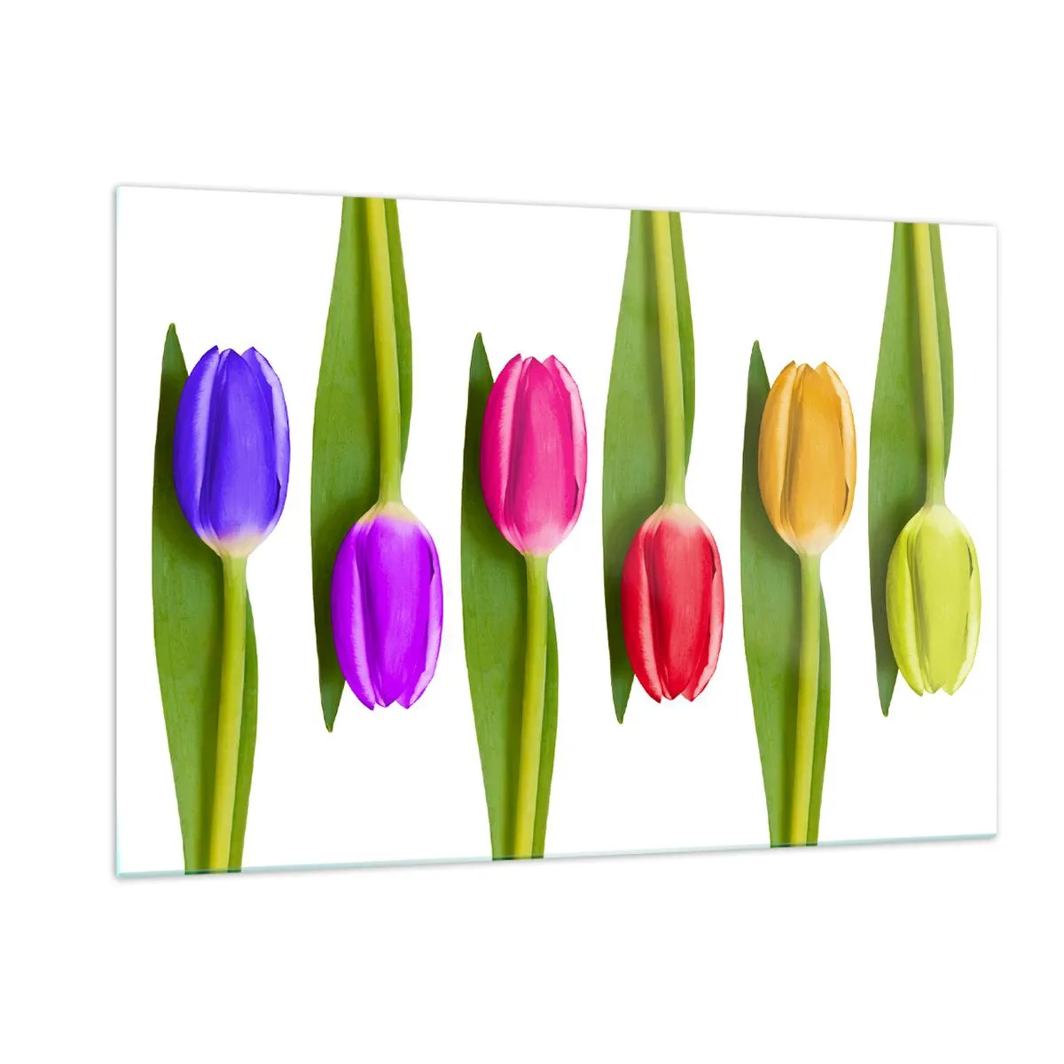 Quadro su vetro - Tulipani colorati disposti su uno sfondo bianco - 120x80cm - Composizione arcobaleno - Decorazione murale moderna per soggiorno e camera da letto ARTTOR
