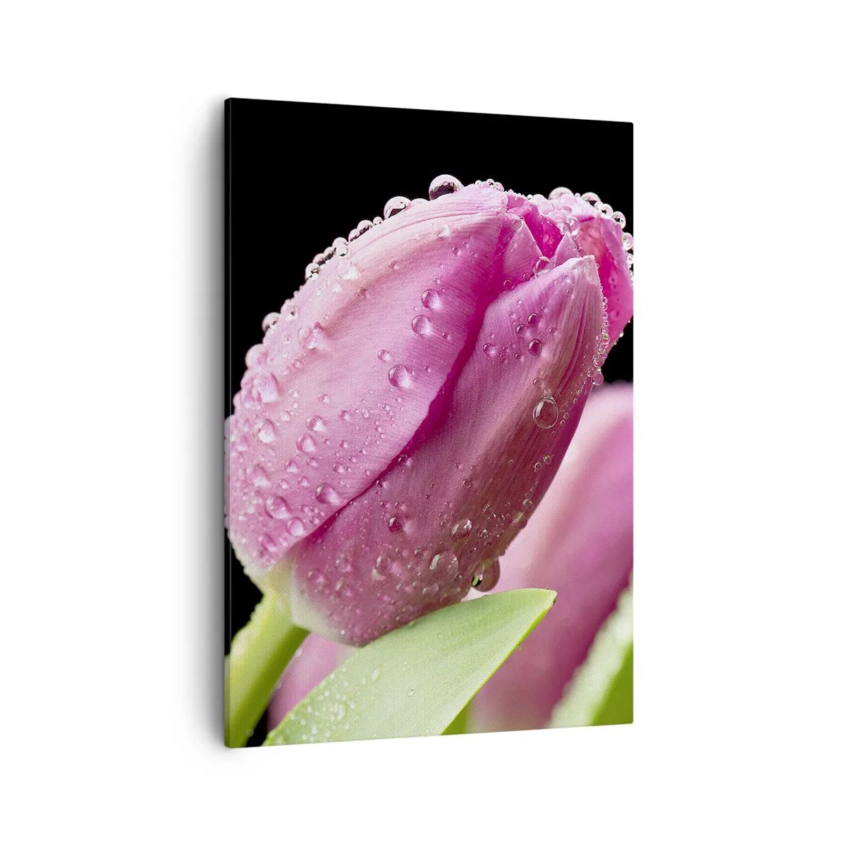 Quadro su tela - Stampe su Tela - Tulipano rosa con gocce d'acqua su sfondo nero - 50x70cm - Sogno lilla nella rugiada - Decorazione murale moderna per soggiorno e camera da letto ARTTOR