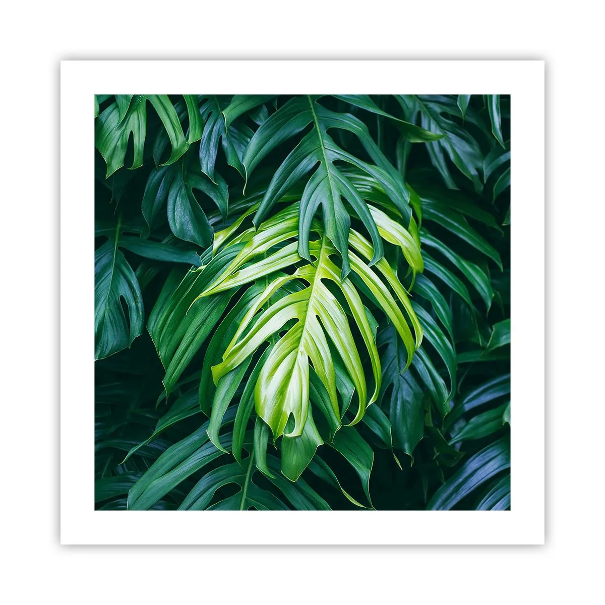 Poster - Immergersi nella freschezza - 50x50 cm