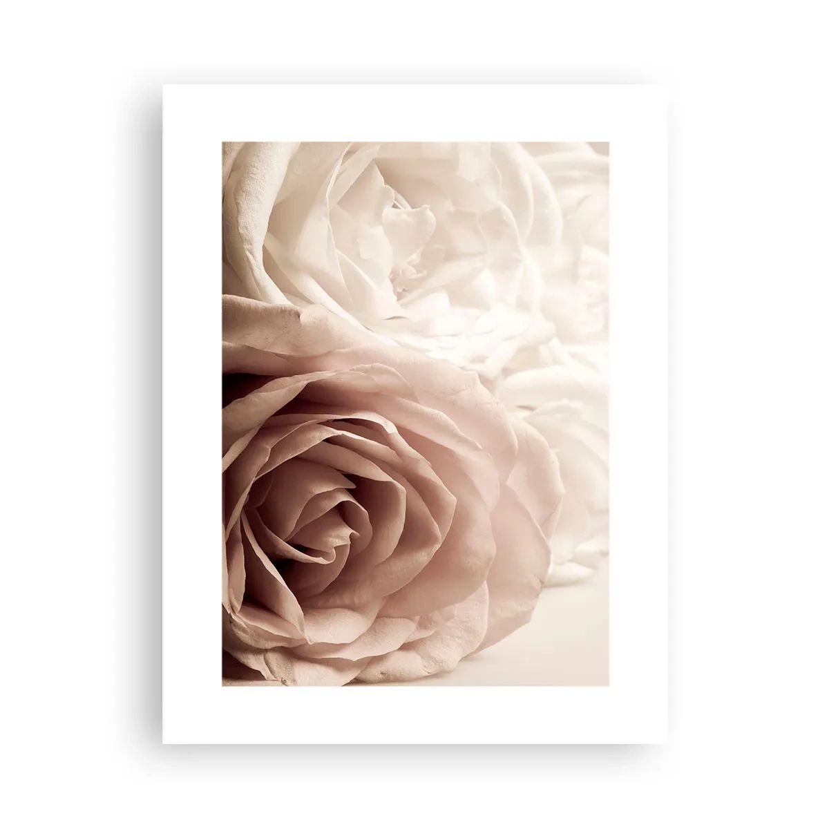 Poster - Nel cuore della rosa - 30x40 cm