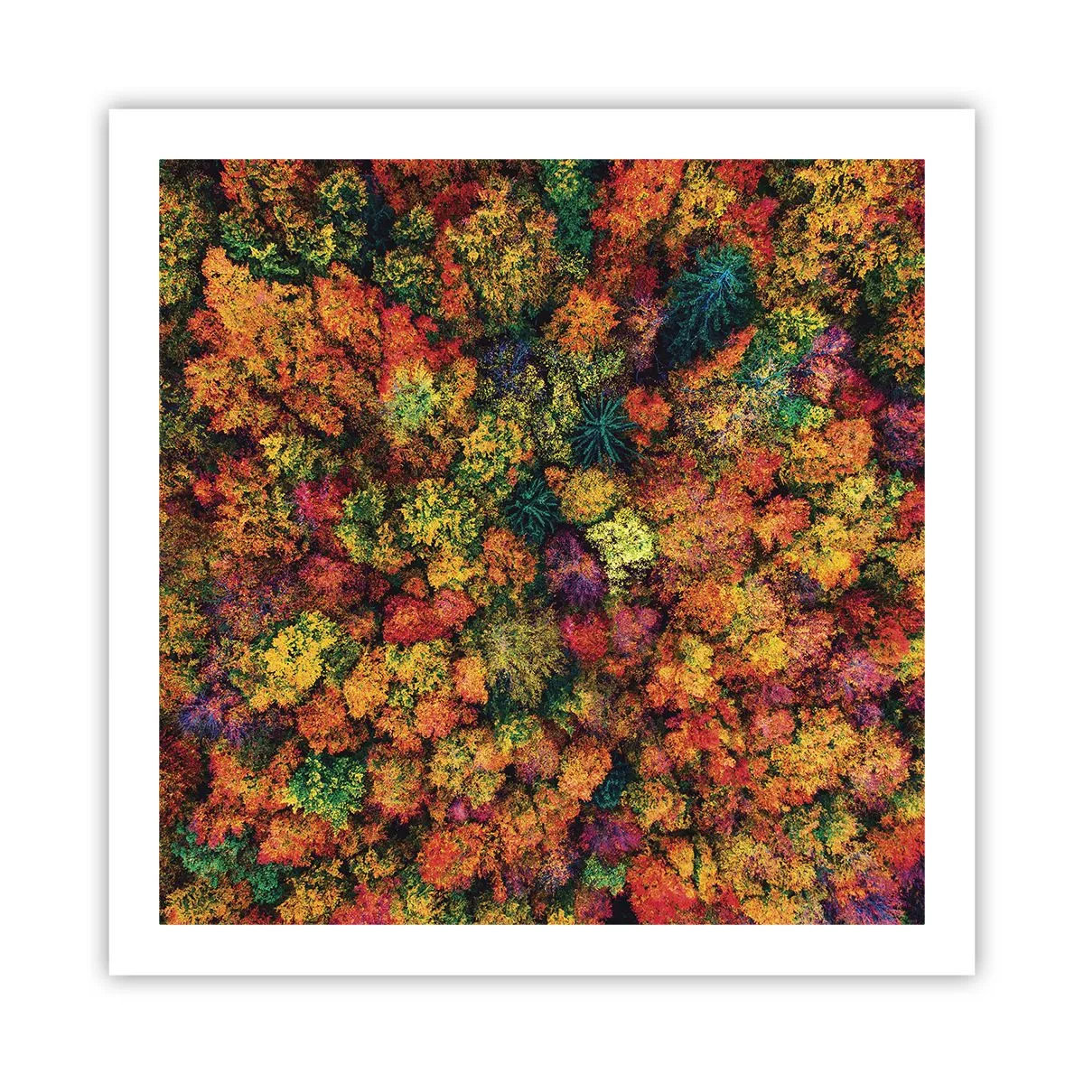 Poster - Il bouquet degli alberi d'autunno - 60x60 cm