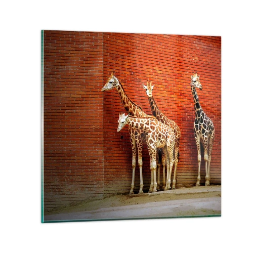 Quadro su vetro - Vedete qualche acacia? - 30x30 cm