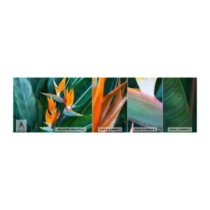 Campione di Fotomurale Adesivo Deluxe Sticker - È un fiore o un uccello? - Strelitzia Reale, Fiore, Africa - 100x30 cm