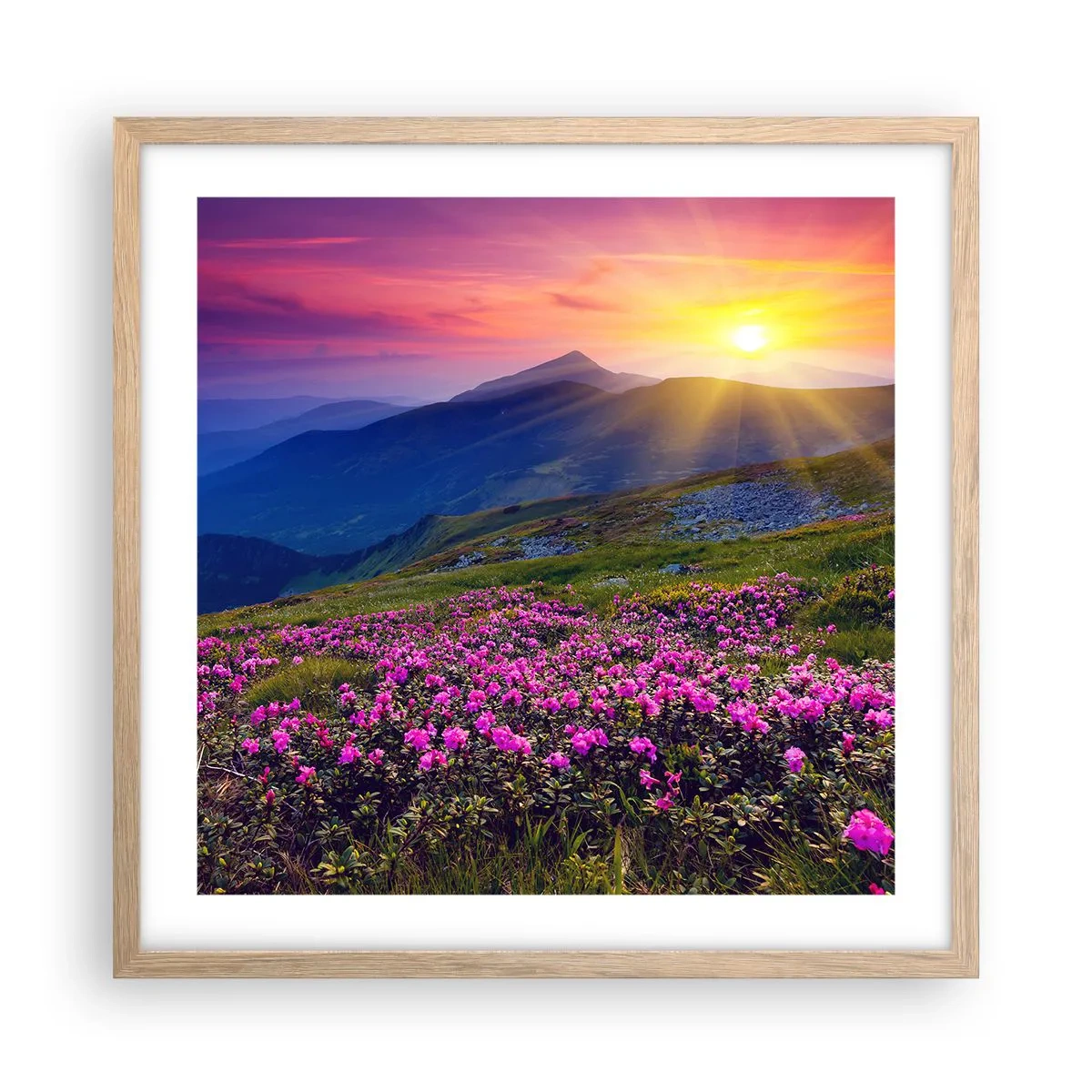 Poster in cornice rovere chiaro - Odore di mugo e profumo di erbe - 50x50 cm