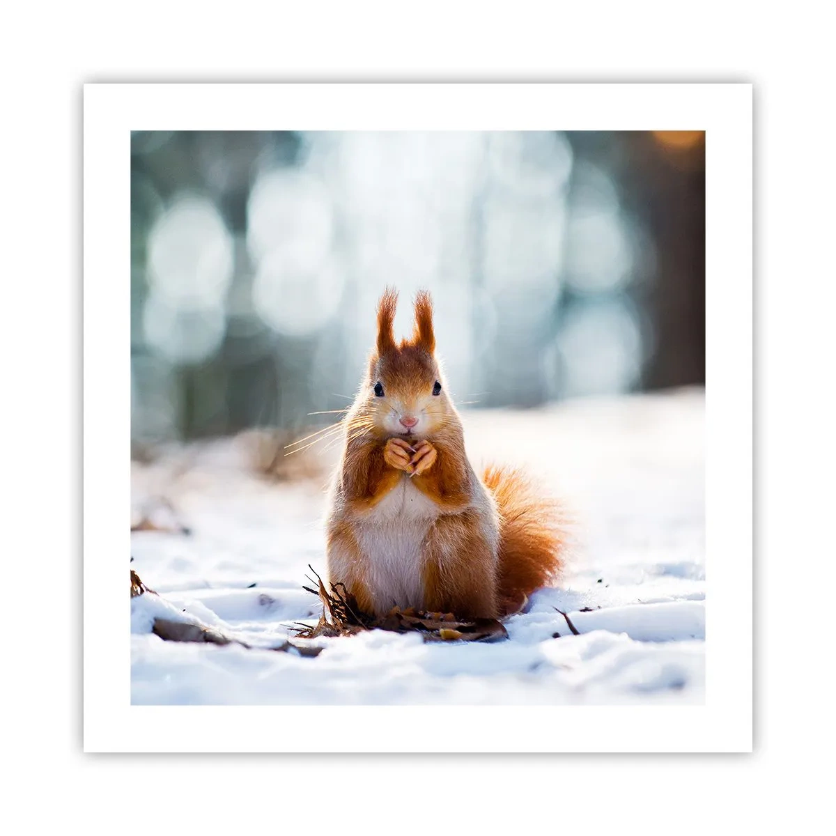 Poster - Che cosa guardi? - 50x50 cm