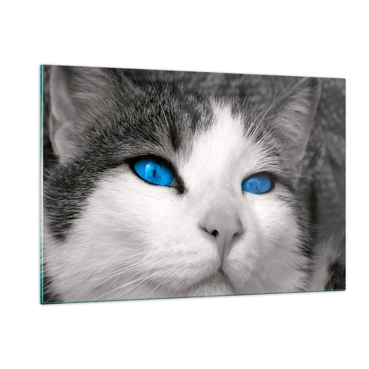 Quadro su vetro - Una foto in bianco e nero di un gatto con intensi occhi blu. - 120x80cm - Insoliti occhi azzurri - Decorazione murale moderna per soggiorno e camera da letto ARTTOR