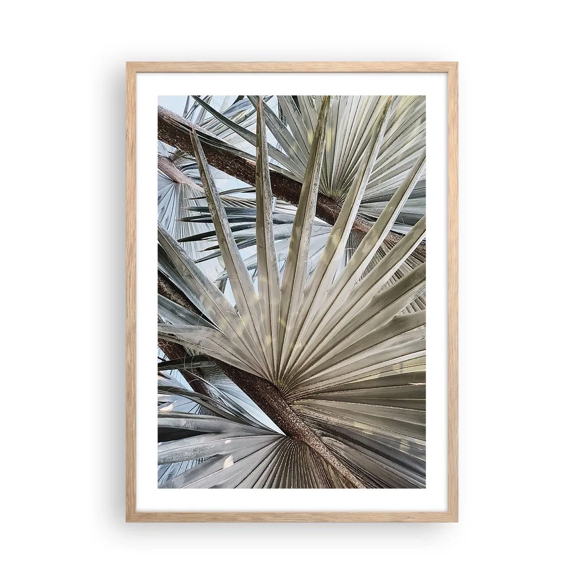 Poster in cornice rovere chiaro - Ventagli dei tropici - 50x70 cm