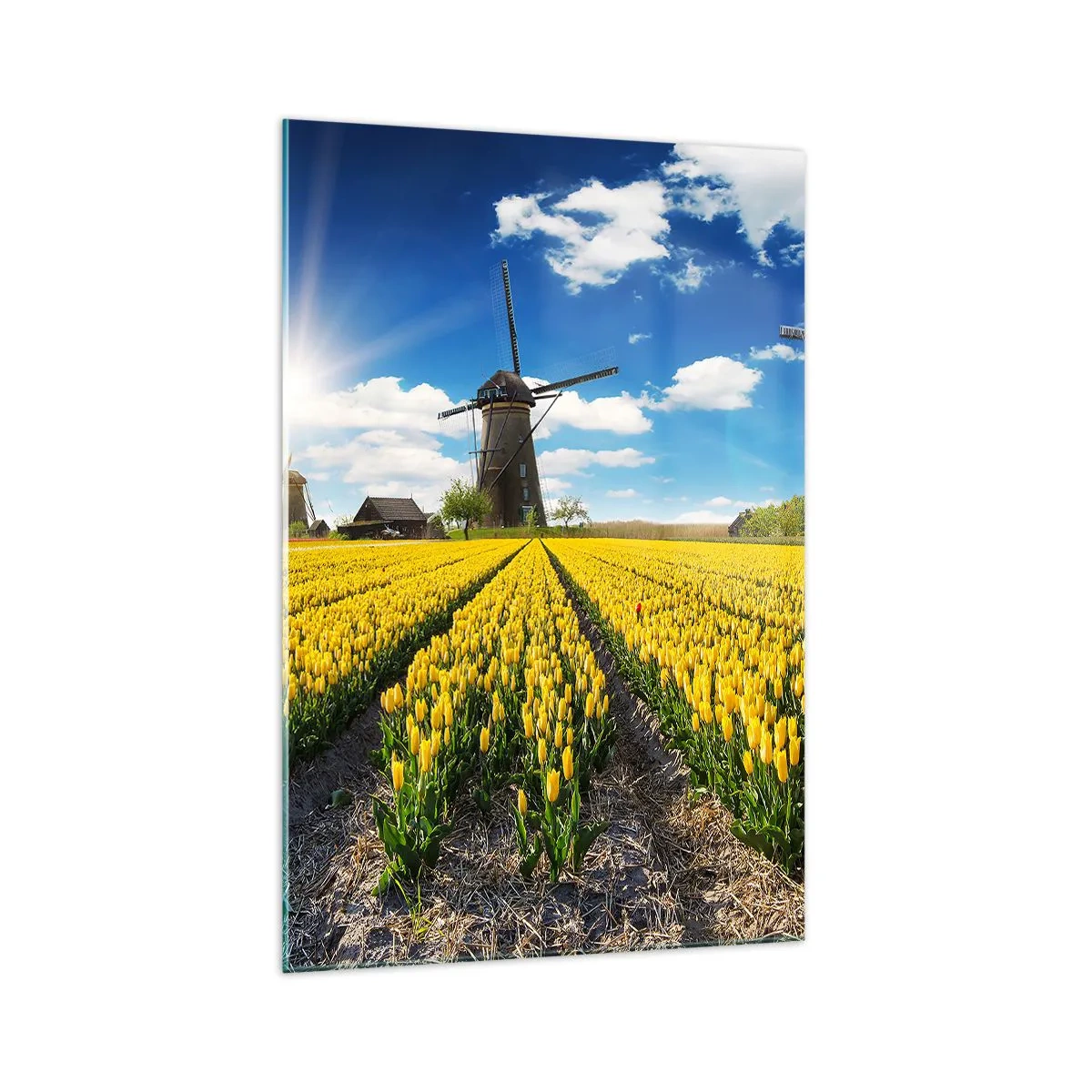 Quadro su vetro - Un campo di tulipani gialli con mulini a vento all'orizzonte - 70x100cm - Più olandesi di così non si può - Decorazione murale moderna per soggiorno e camera da letto ARTTOR