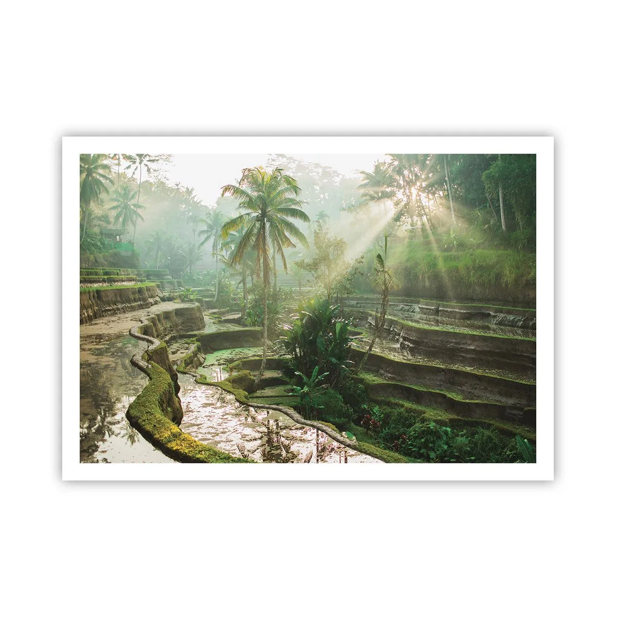 Poster - Terrazze di riso con palme sotto i raggi del sole - 100x70cm - Crescere al sole - Decorazione murale moderna per soggiorno e camera da letto ARTTOR