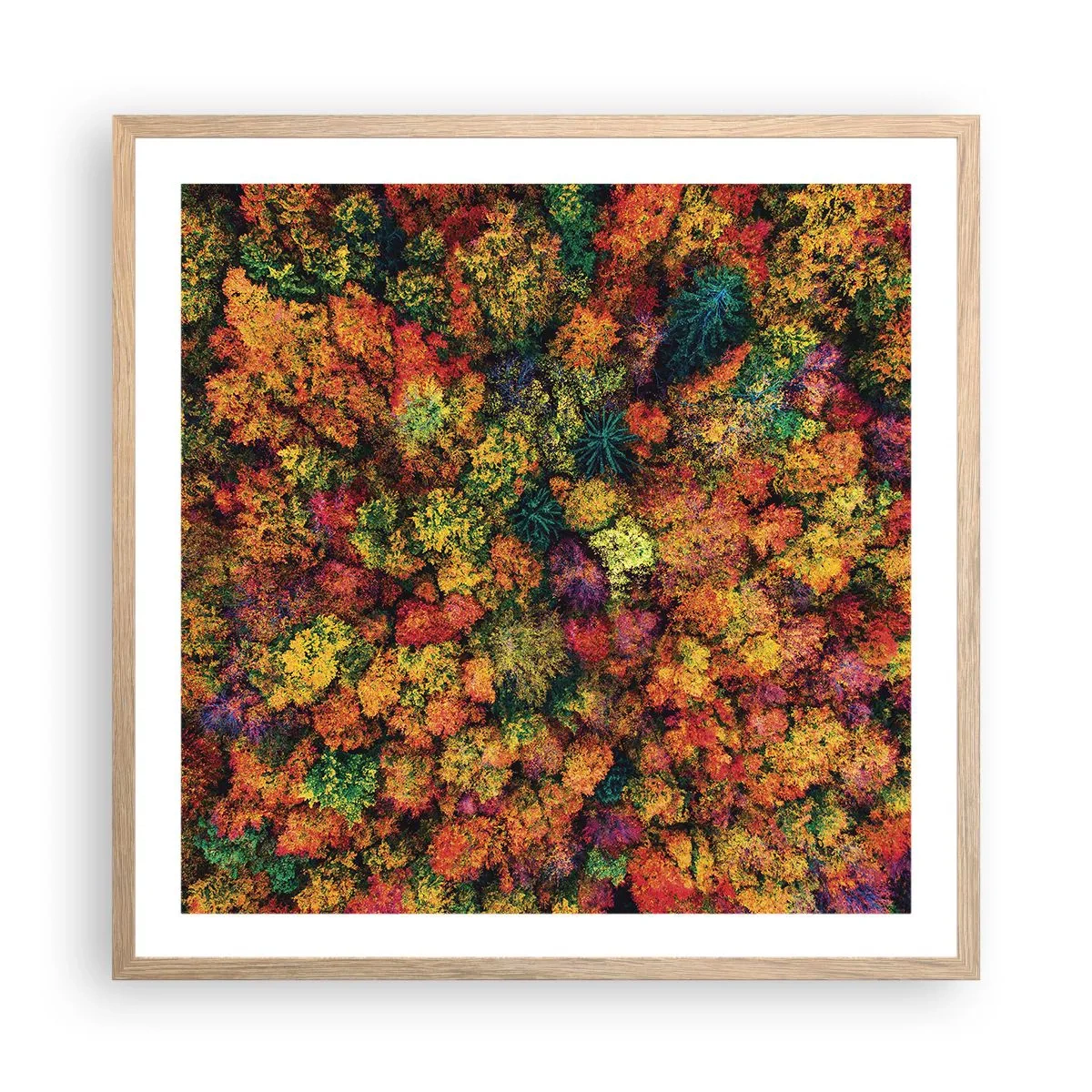 Poster in cornice rovere chiaro - Il bouquet degli alberi d'autunno - 60x60 cm