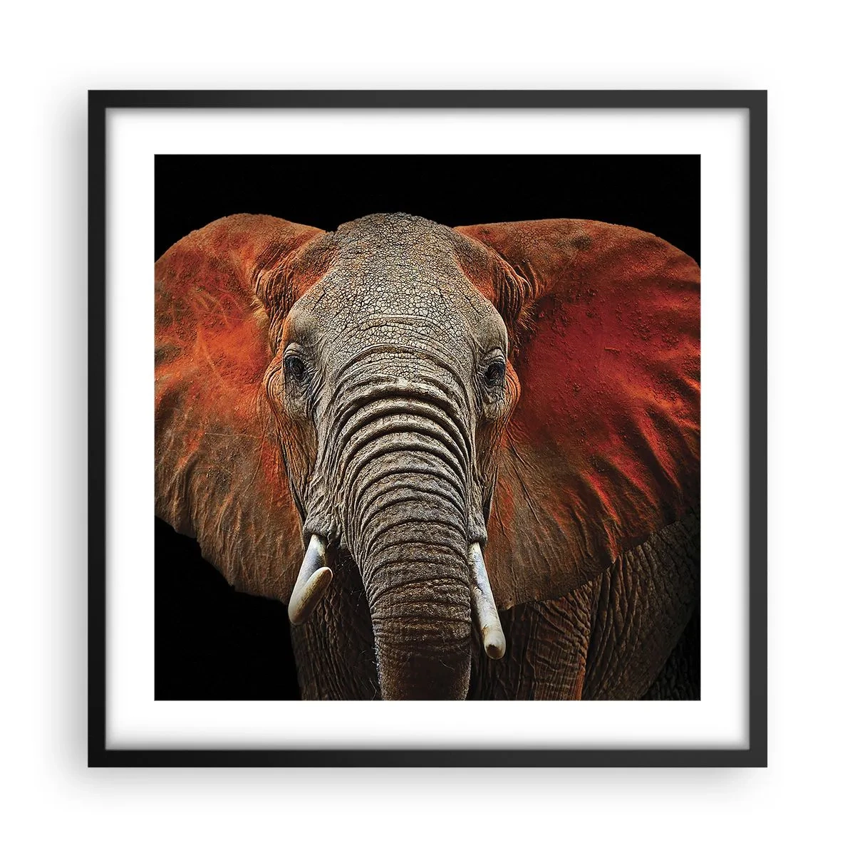 Poster in cornice nera - Sono selvaggio e tu? - 50x50 cm