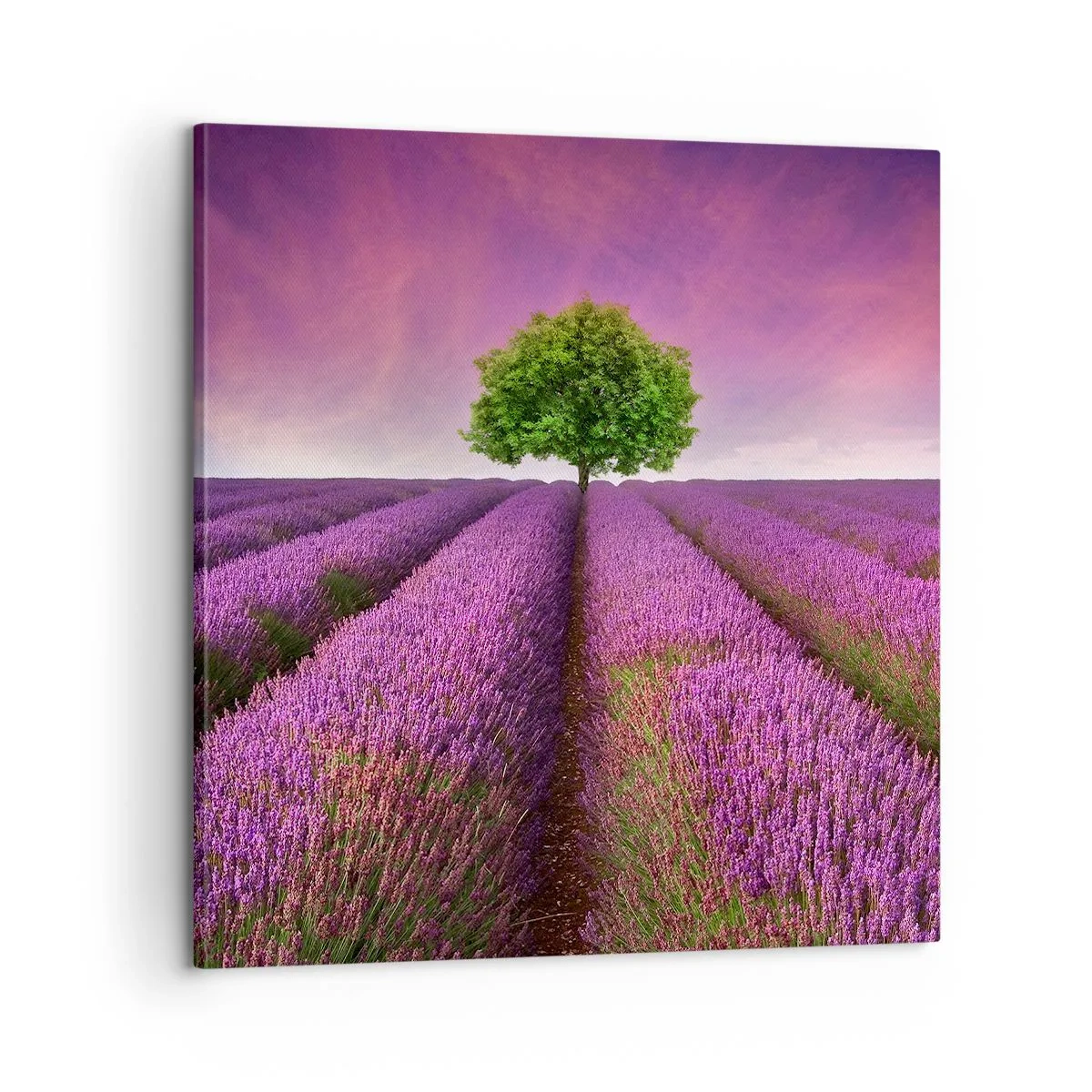 Quadro su tela - Stampe su Tela - Sui campi di lavanda - 60x60 cm