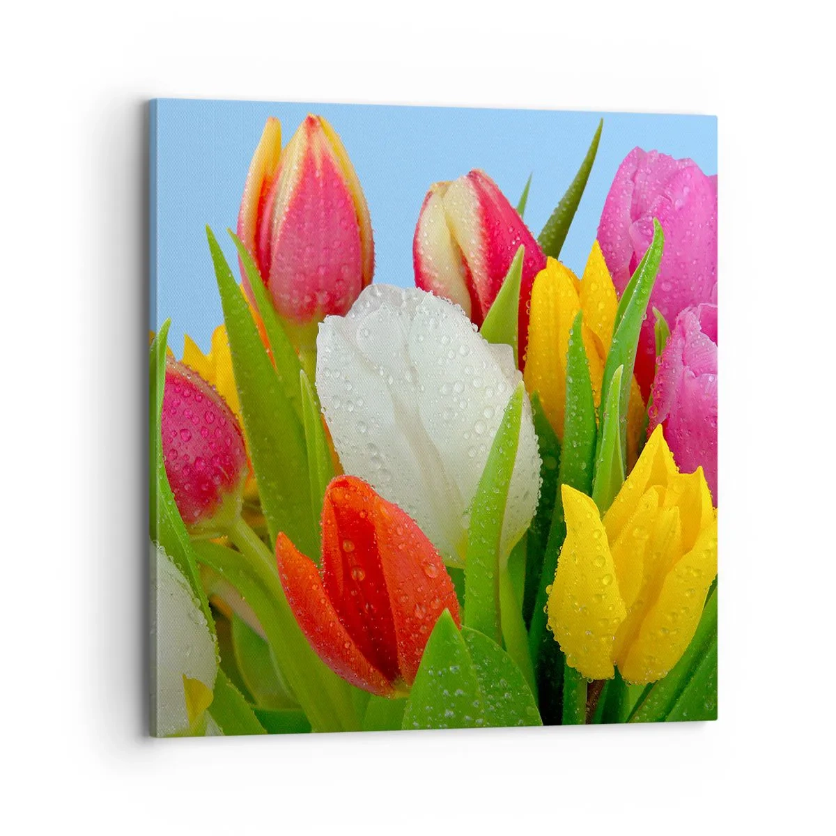 Quadro su tela - Stampe su Tela - Fiori multicolori nella rugiada - 70x70 cm
