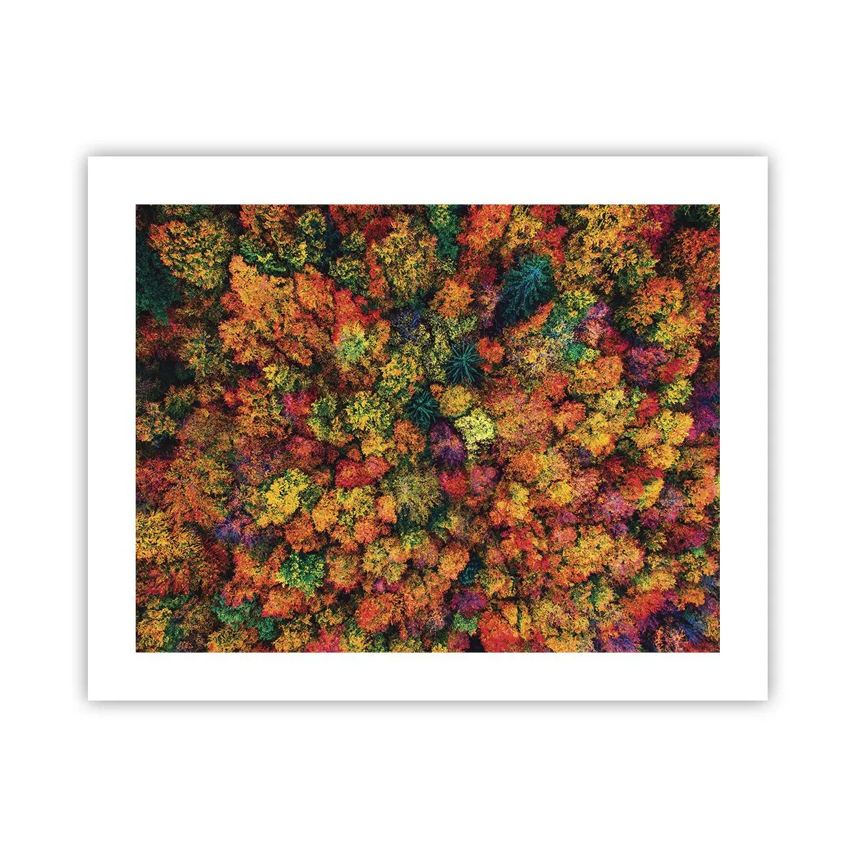 Poster - Il bouquet degli alberi d'autunno - 50x40 cm