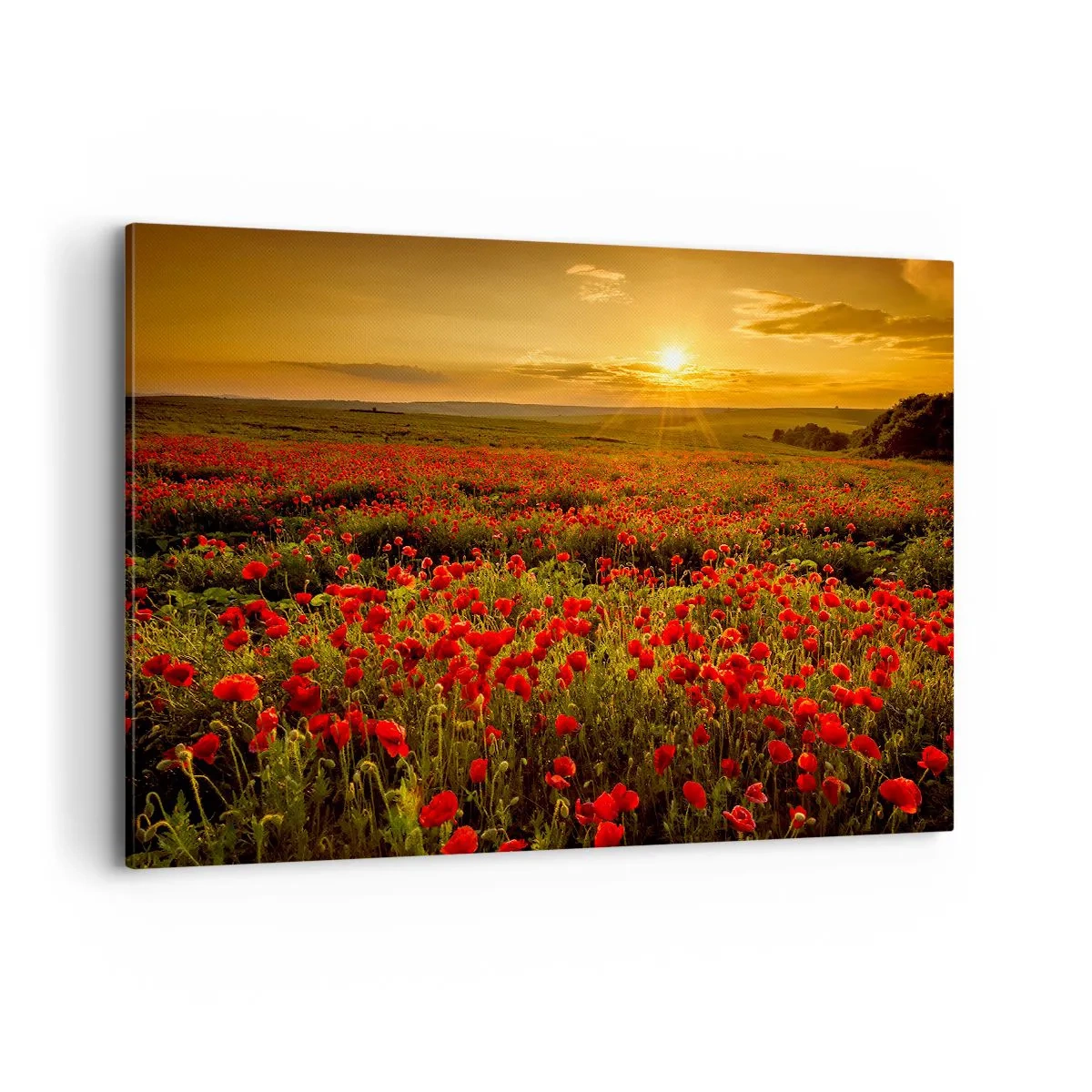 Quadro su tela - Stampe su Tela - Un campo di papaveri rossi al chiarore del sole al tramonto - 120x80cm - Tra il fruscio delle erbe, in un'esplosione di fiori - Decorazione murale moderna per soggiorno e camera da letto ARTTOR
