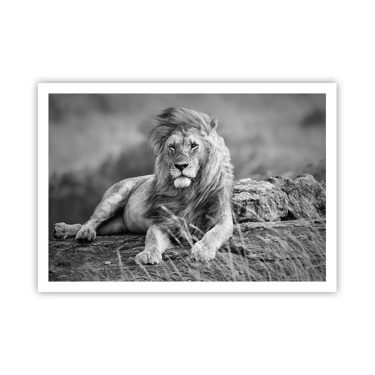Poster - Leone appoggiato su una roccia in stile monocromatico - 100x70cm - La siesta del re - Decorazione murale moderna per soggiorno e camera da letto ARTTOR