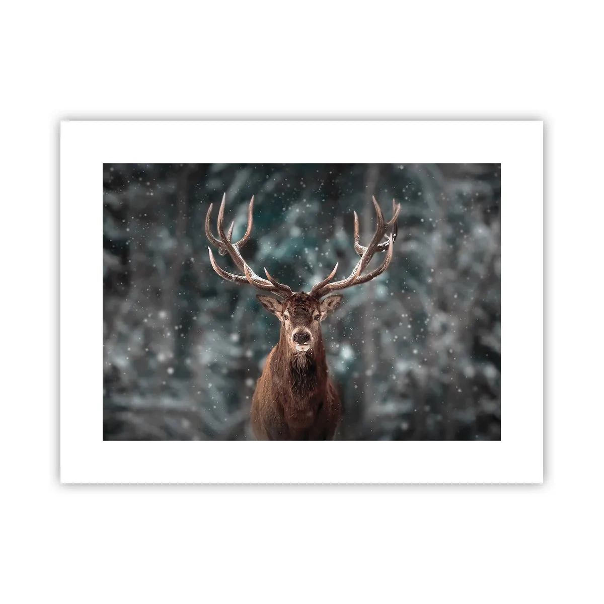 Poster - Il re del bosco incoronato - 40x30 cm