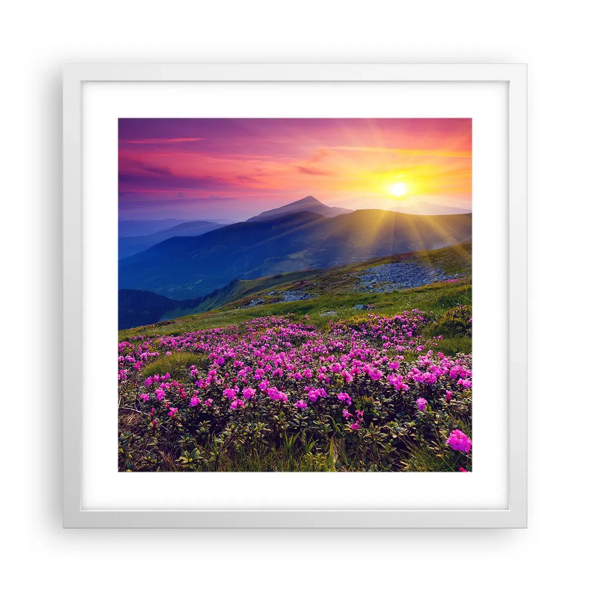 Poster in cornice bianca - Odore di mugo e profumo di erbe - 40x40 cm