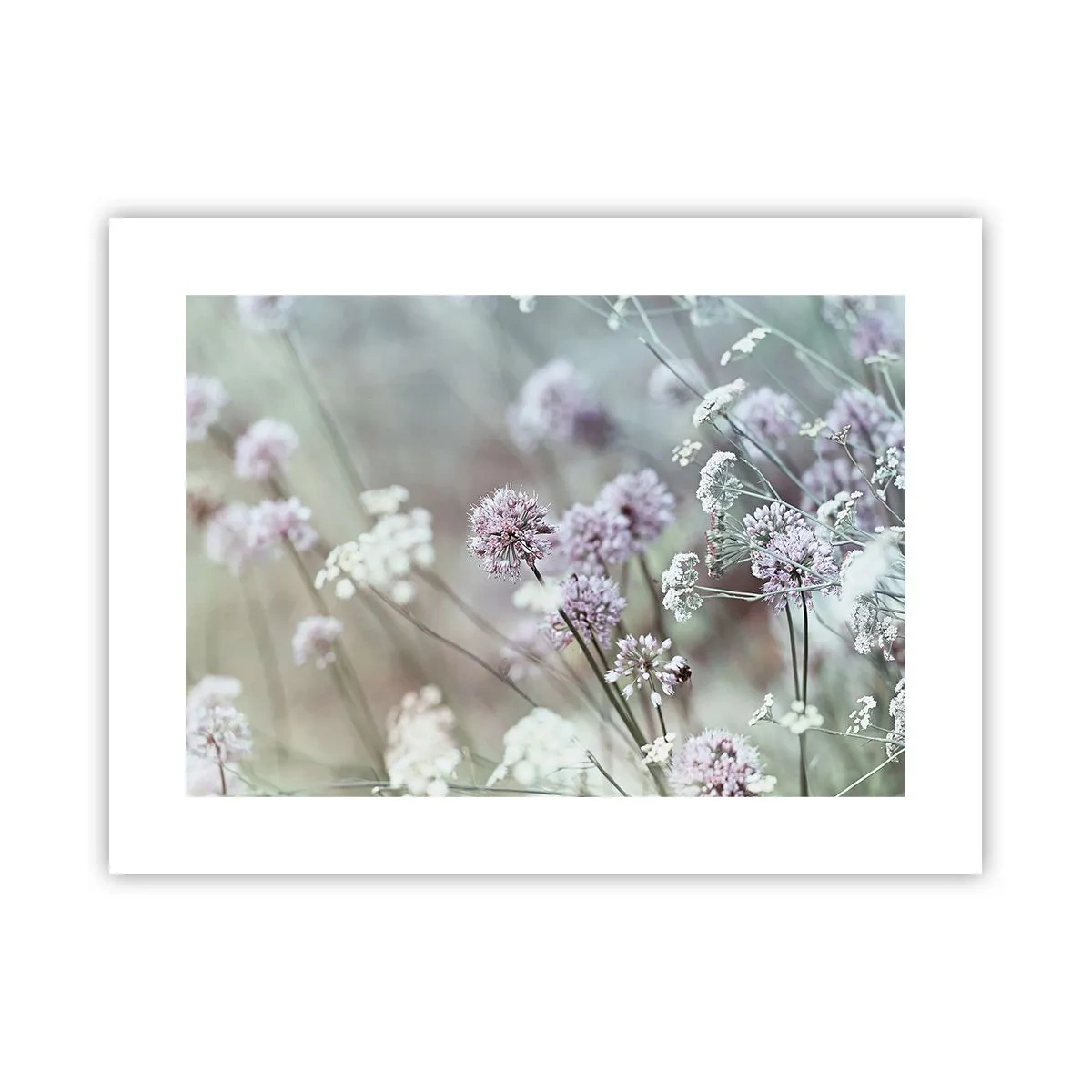 Poster - Le dolci filigrane delle erbe - 40x30 cm