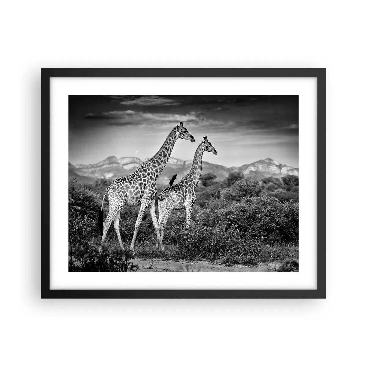 Poster in cornice nera - Alta classe in Africa - 50x40 cm