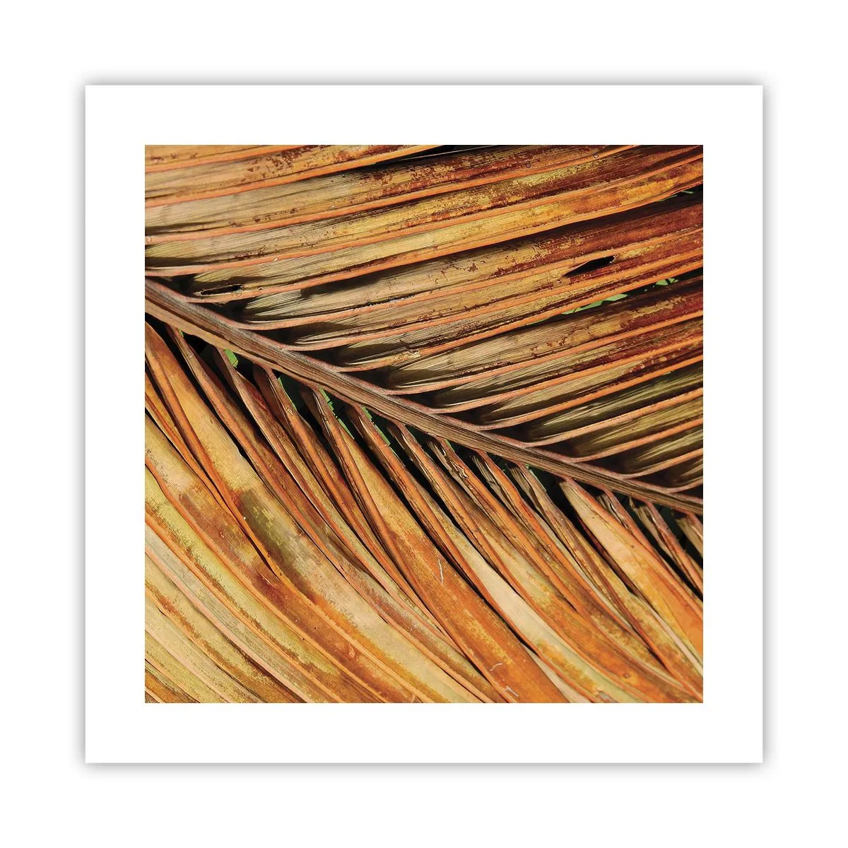 Poster - Oro di cocco - 40x40 cm