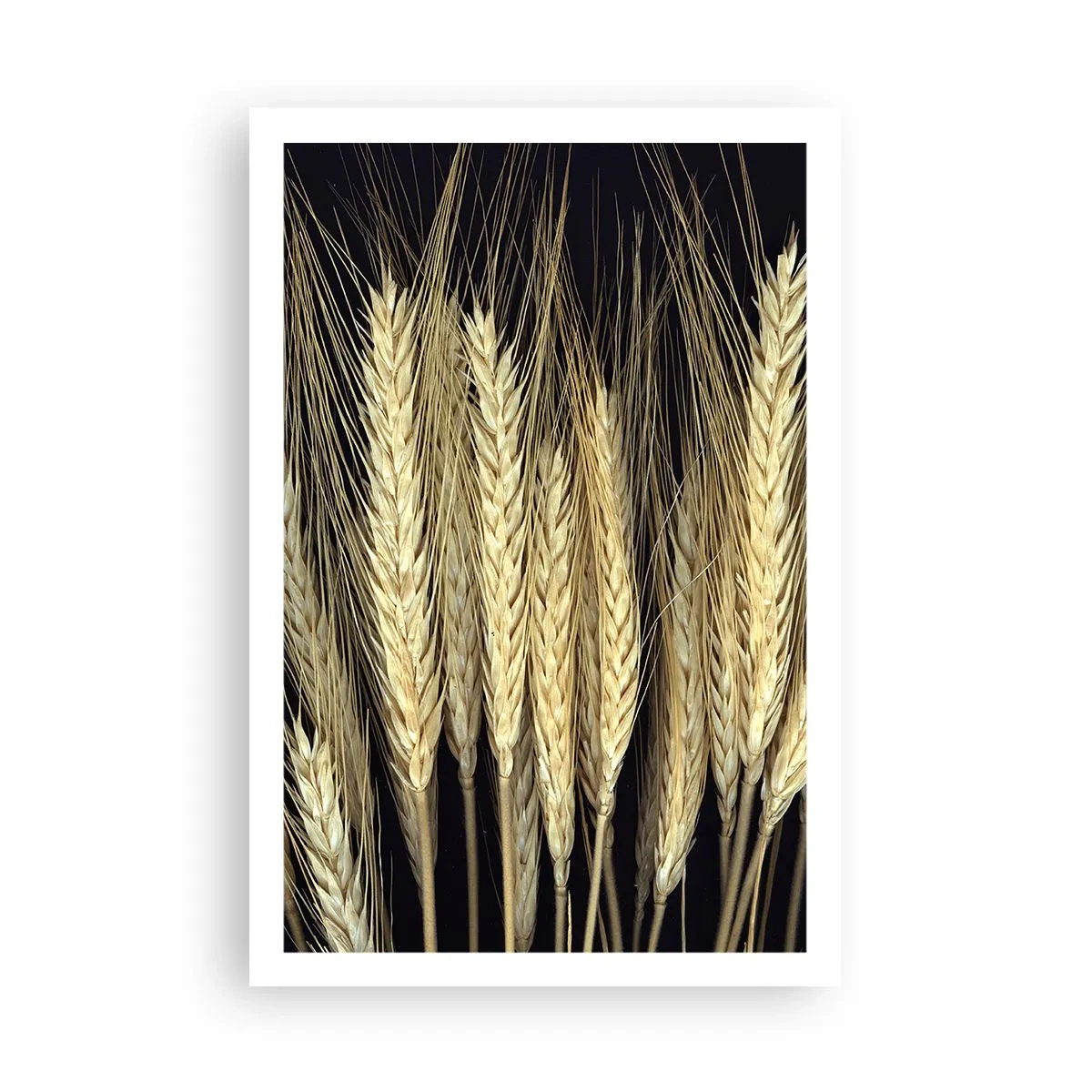 Poster - Magia rustica - 61x91 cm