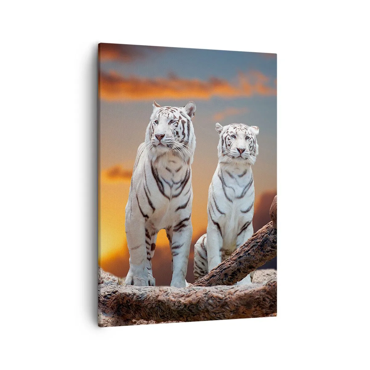 Quadro su tela - Stampe su Tela - Tigri bianche al tramonto sullo sfondo della natura - 50x70cm - Proprio come a Narnia - Decorazione murale moderna per soggiorno e camera da letto ARTTOR