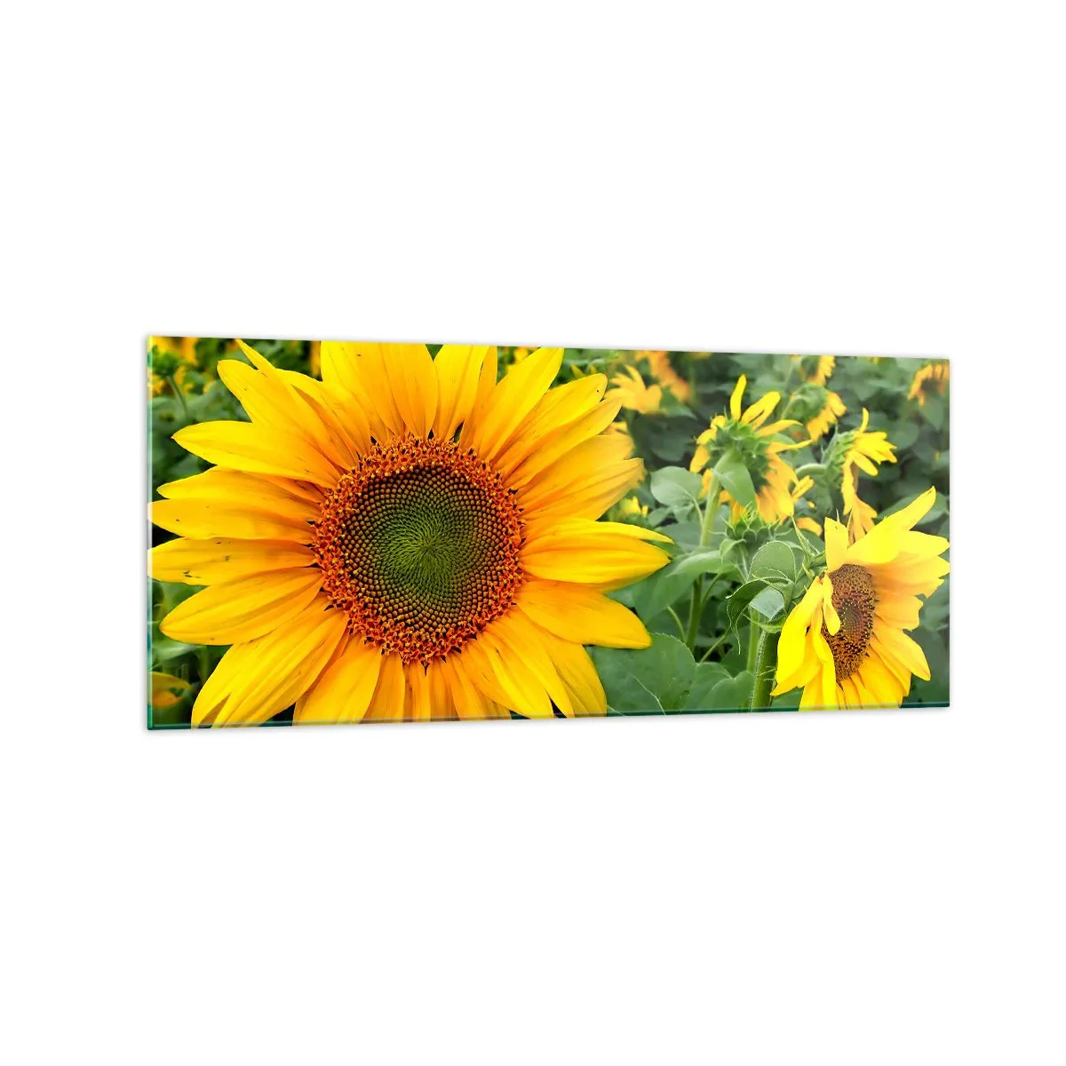 Quadro su vetro - Un campo di girasoli con fiori gialli su uno sfondo di foglie verdi - 120x50cm - Centinaia di soli ardono - Decorazione murale moderna per soggiorno e camera da letto ARTTOR