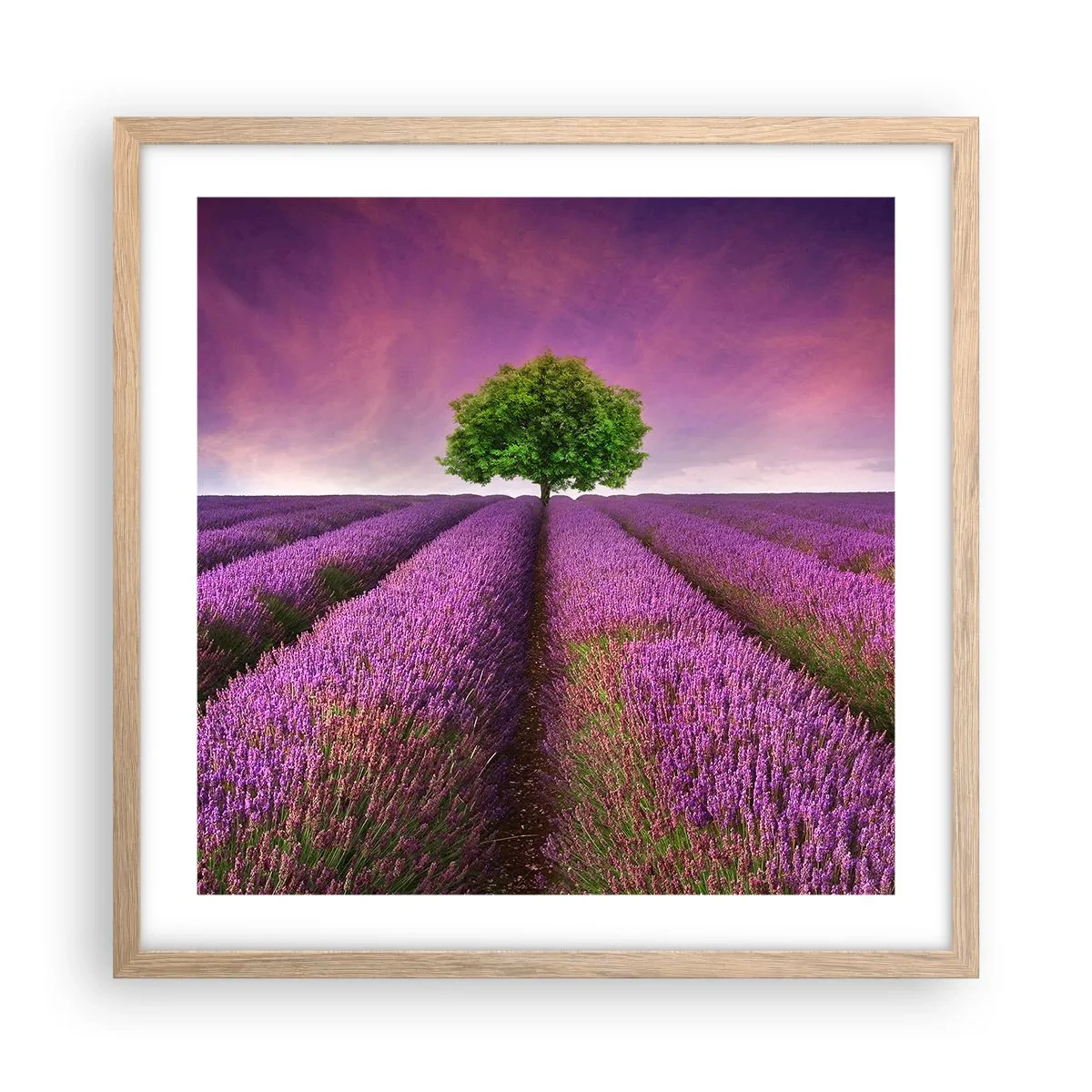 Poster in cornice rovere chiaro - Sui campi di lavanda - 50x50 cm