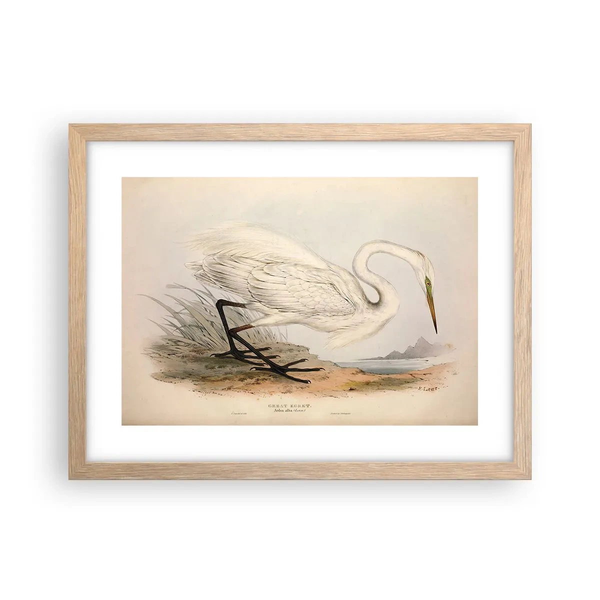 Poster in cornice rovere chiaro - La signora nel canneto - 40x30 cm