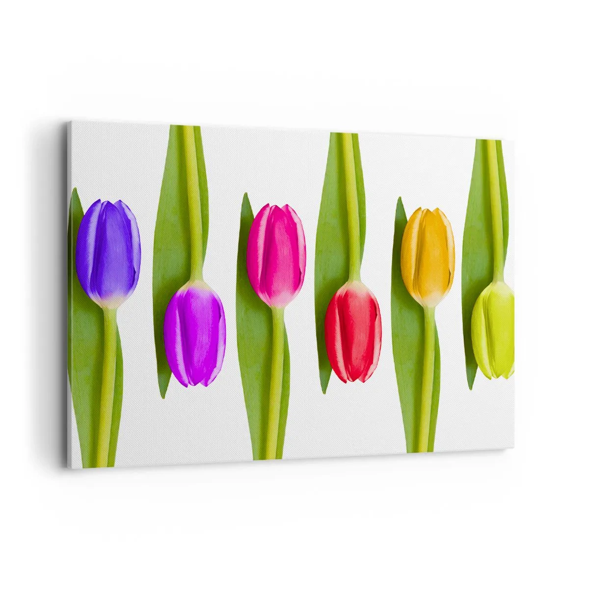 Quadro su tela - Stampe su Tela - Tulipani multicolori disposti in fila su uno sfondo bianco - 100x70cm - Composizione arcobaleno - Decorazione murale moderna per soggiorno e camera da letto ARTTOR