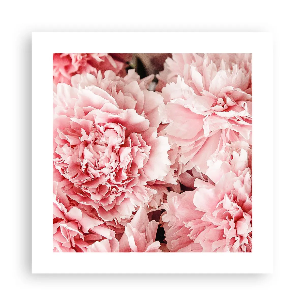 Poster - Sogno rosa - 40x40 cm